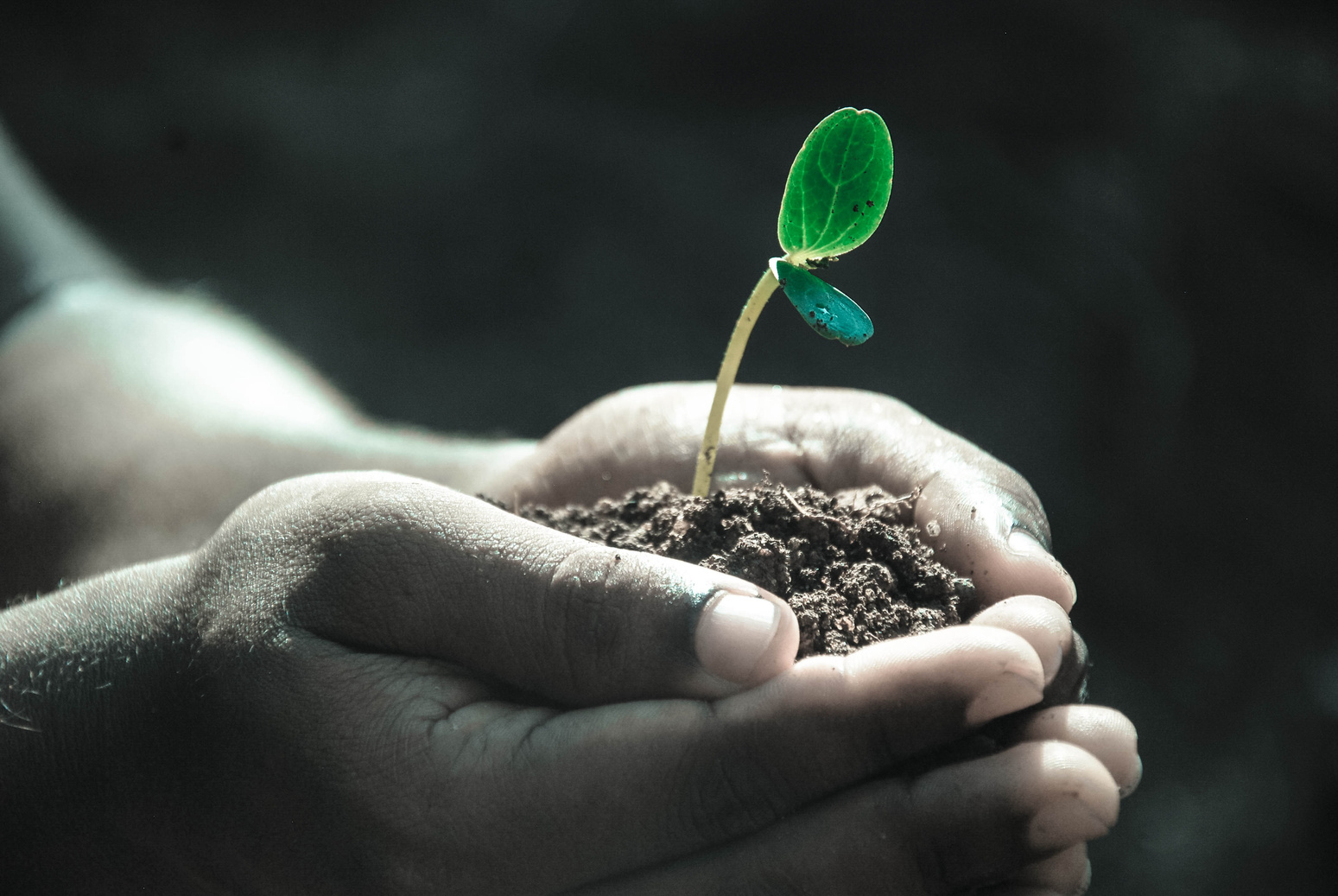 Hands Planting Seedlings